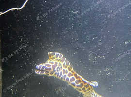 Tessalata eel