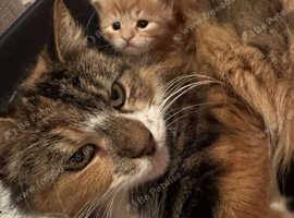 Kittens