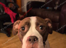 Cane corso x