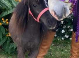 Stunning filly for sale