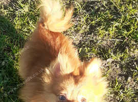 Male pomeranian
