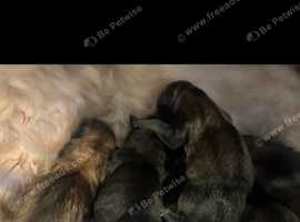 Beautiful Morkie x Yorkshire Terrier Puppies