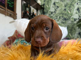 Healthy Daschund puppies