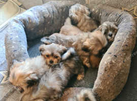 Gorgeous puppys