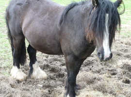 Cob Gelding 11.3 hh