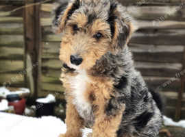 Foodle - Fox terrier x Miniature Puddle