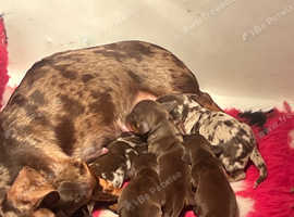 1 old week dachshund