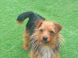 Jack Russell x yorkie