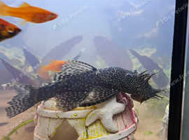 Male bristlenose pleco