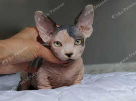 Bambino's and sphynx kittens