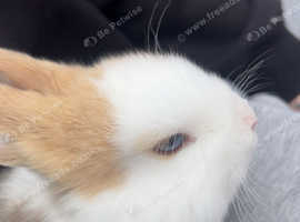 Multi colour blue eyed baby rabbit