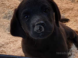 Labrador pups for sale best sale in scotland