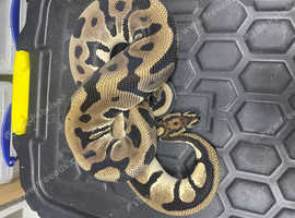 Leopard orange dream male