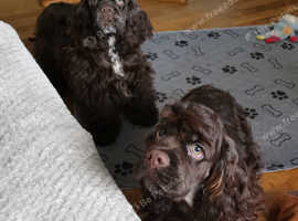 American cocker spaniel boys