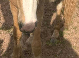 Palomino