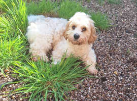 Cavachon