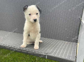 Stunning litter of collie pups 1 boy available
