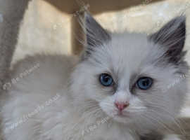 Beautiful Ragdoll Kittens