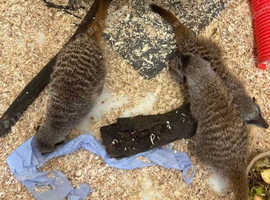 Meerkats x3