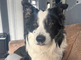 Gorgeous Border Collie