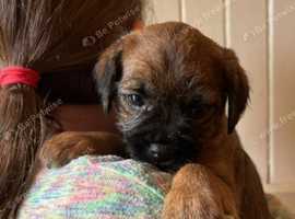 BORDER TERRIER PUPPY