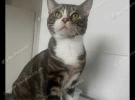 Cute friendly cat
