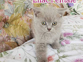5 British shorthair kittens for sale