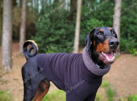 Beautiful black and tan female Dobermann looking for a good home