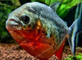 PIRANHA FISH