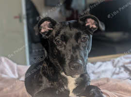 Jasmine is a staffy jack she's 8 months old. She needs a home asap due to moving homes