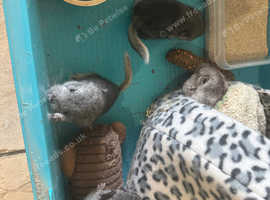 Chinchillas for sale