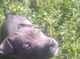I have a shar peis mix for sale