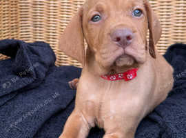 KC Vizsla pups DNA Tested Hip Elbow Scored Parents