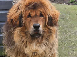 Tibetan mastiff for sale best sale near me