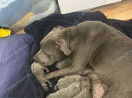 Beautiful blue staff puppies for sale