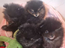 Pomeranian