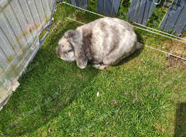 Male lop