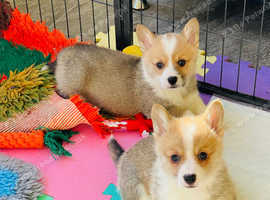 Adorable Corgi Puppies!!