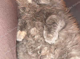 Cat For Sale