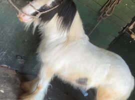 Fred the mini cob