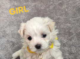 MALTESE PUPPIES