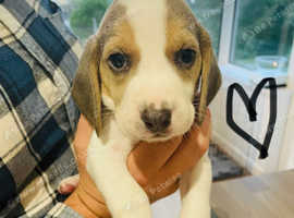 Yellow beagles best sale for sale