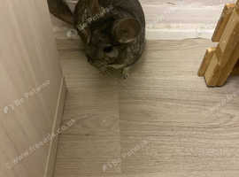 A lovely 5 year old female chinchilla for sale