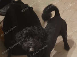 2 year old shihpoo boy puppy