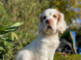 Kc registered females available to forever homes