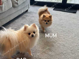 Beautiful Golden & White Miniature Pomeranian Puppies - 2 Boys & 2 Girls