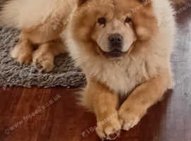 Male chow chow