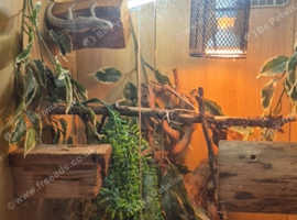 Female Madagascan spiny iguana