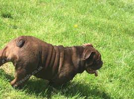 English bulldog female