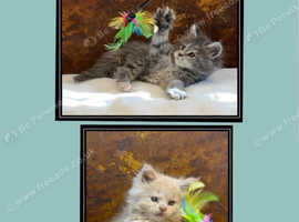 Championship lines GCCF registered Maine Coon kittens